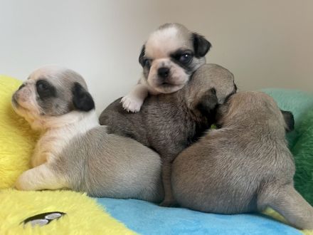 🐾 Bezaubernde Mopswelpen suchen ein liebevolles Zuhause! 🐾