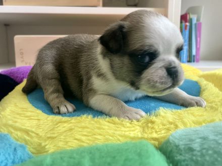 🐾 Bezaubernde Mopswelpen suchen ein liebevolles Zuhause! 🐾