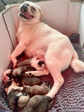 🐾 Bezaubernde Mopswelpen suchen ein liebevolles Zuhause! 🐾