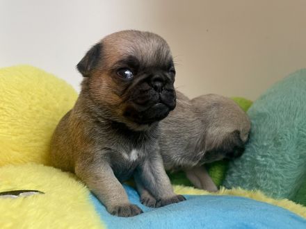 🐾 Bezaubernde Mopswelpen suchen ein liebevolles Zuhause! 🐾