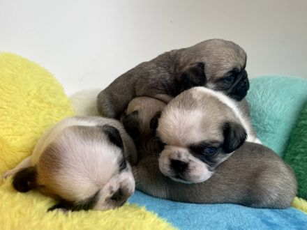 🐾 Bezaubernde Mopswelpen suchen ein liebevolles Zuhause! 🐾