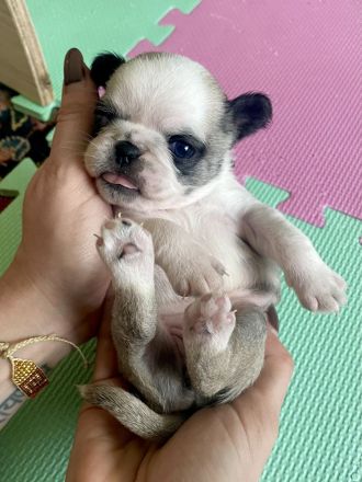 🐾 Bezaubernde Mopswelpen suchen ein liebevolles Zuhause! 🐾