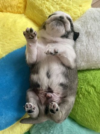 🐾 Bezaubernde Mopswelpen suchen ein liebevolles Zuhause! 🐾