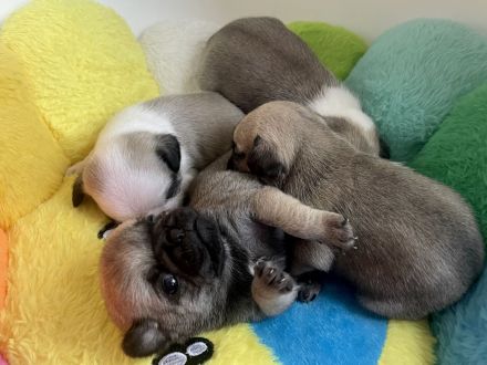 🐾 Bezaubernde Mopswelpen suchen ein liebevolles Zuhause! 🐾