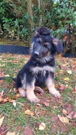 Old German Shepherd Dogs puppies