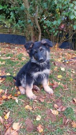 Old German Shepherd Dogs puppies