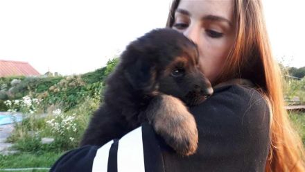 Old German Shepherd Dogs puppies