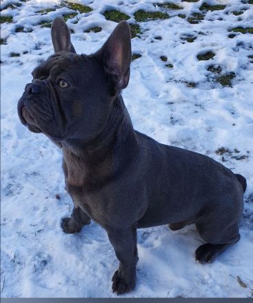 Deckrüde Französische Bulldogge Solid blue ( trägt cocoa)