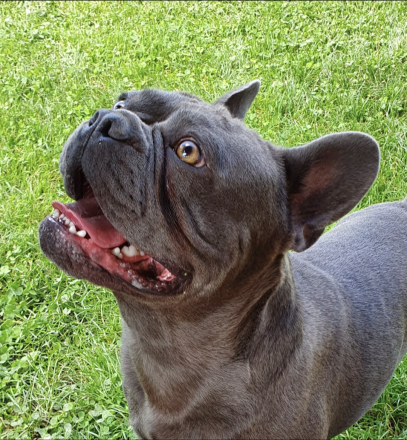 Deckrüde Französische Bulldogge Solid blue ( trägt cocoa)