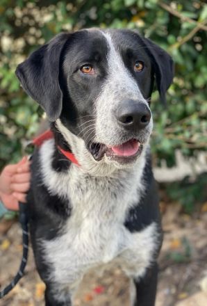 Viotti, geb. ca. 06/2023, lebt in GRIECHENLAND, auf einer privaten Pflegestelle