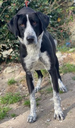 Viotti, geb. ca. 06/2023, lebt in GRIECHENLAND, auf einer privaten Pflegestelle