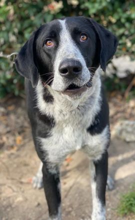 Viotti, geb. ca. 06/2023, lebt in GRIECHENLAND, auf einer privaten Pflegestelle