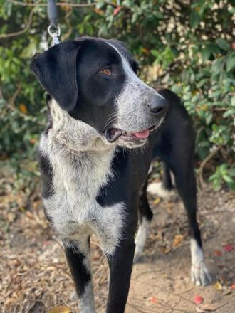 Viotti, geb. ca. 06/2023, lebt in GRIECHENLAND, auf einer privaten Pflegestelle