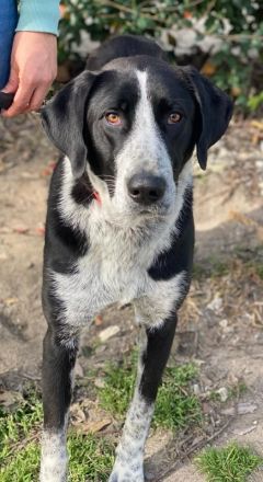 Viotti, geb. ca. 06/2023, lebt in GRIECHENLAND, auf einer privaten Pflegestelle