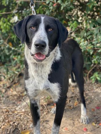 Viotti, geb. ca. 06/2023, lebt in GRIECHENLAND, auf einer privaten Pflegestelle