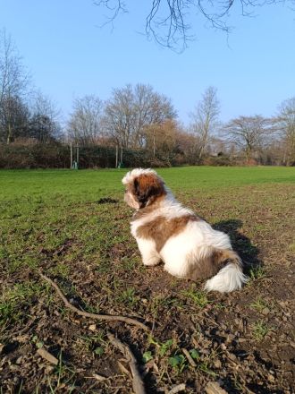 Shih-tzu Welpe in Liebevolles fürsorgliches zu Hause abzugeben