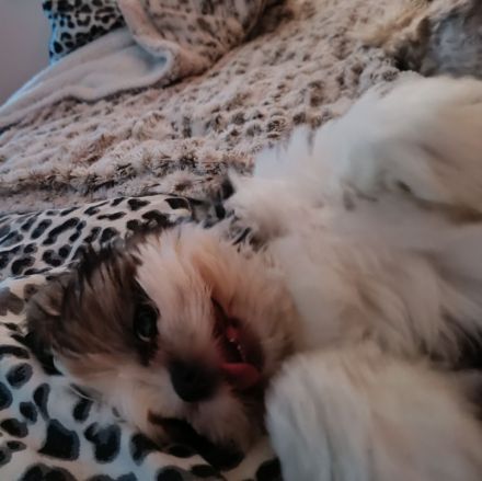 Shih-tzu Welpe in Liebevolles fürsorgliches zu Hause abzugeben