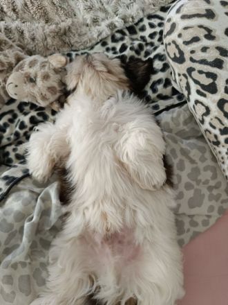 Shih-tzu Welpe in Liebevolles fürsorgliches zu Hause abzugeben