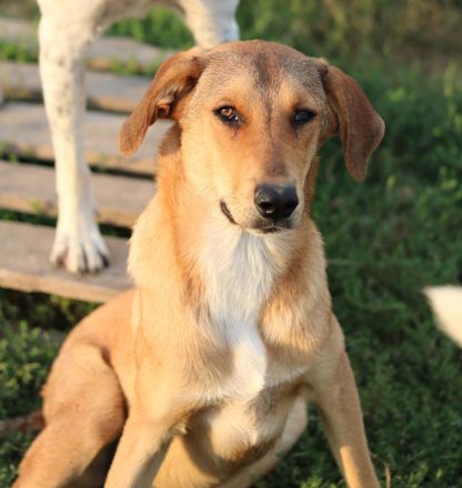 Henning, geb. ca. 12/2023, lebt in GRIECHENLAND, auf einer privaten Pflegestelle