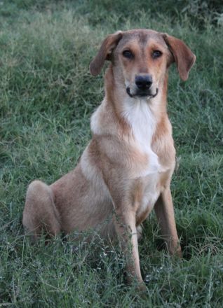 Henning, geb. ca. 12/2023, lebt in GRIECHENLAND, auf einer privaten Pflegestelle