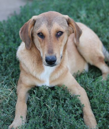 Henning, geb. ca. 12/2023, lebt in GRIECHENLAND, auf einer privaten Pflegestelle