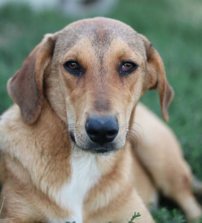 Henning, geb. ca. 12/2023, lebt in GRIECHENLAND, auf einer privaten Pflegestelle