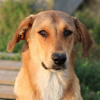 Henning, geb. ca. 12/2023, lebt in GRIECHENLAND, auf einer privaten Pflegestelle