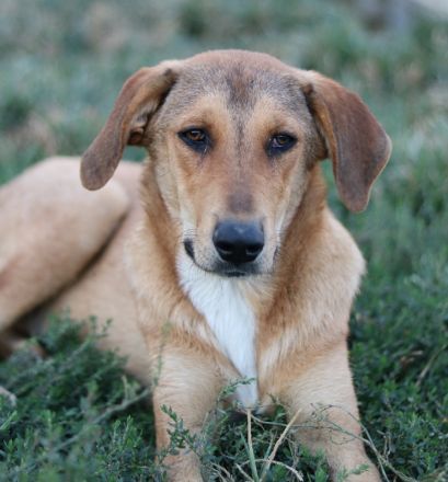 Henning, geb. ca. 12/2023, lebt in GRIECHENLAND, auf einer privaten Pflegestelle