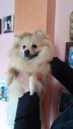 Zwergspitz Mädchen Notverkauf