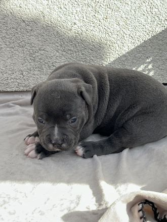 American Bully XL (ABKC) Welpen