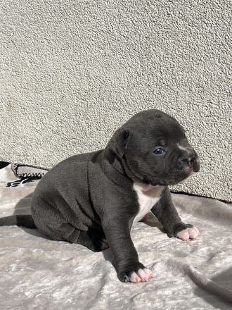 American Bully XL (ABKC) Welpen