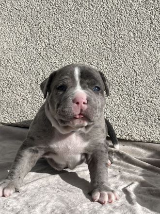 American Bully XL (ABKC) Welpen