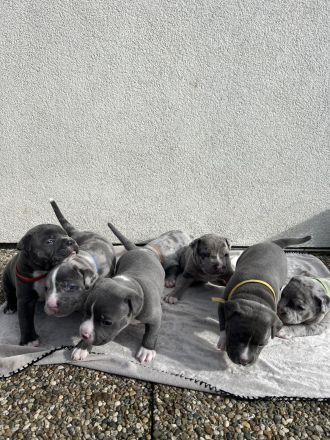 American Bully XL (ABKC) Welpen