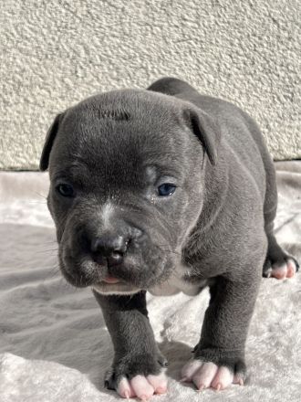 American Bully XL (ABKC) Welpen