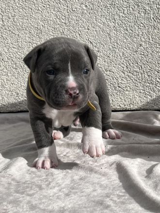 American Bully XL (ABKC) Welpen