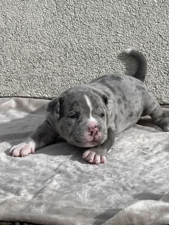 American Bully XL (ABKC) Welpen