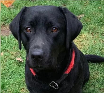 Wurferwartung Labradorwelpen in schwarz & gelb mit Ahnentafel aus liebevoller Hausaufzucht