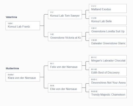 Wurferwartung Labradorwelpen in schwarz & gelb mit Ahnentafel aus liebevoller Hausaufzucht
