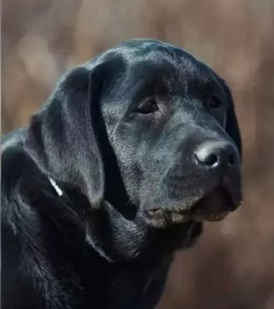 Wurferwartung Labradorwelpen in schwarz & gelb mit Ahnentafel aus liebevoller Hausaufzucht