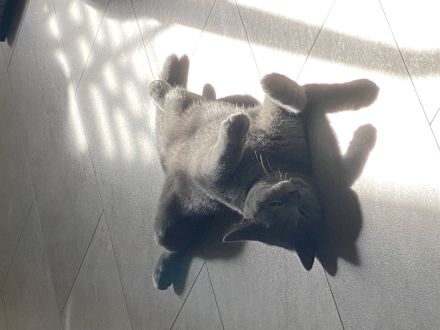 BKH Kater und Weibchen