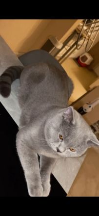 BKH Kater und Weibchen