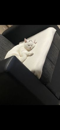 BKH Kater und Weibchen