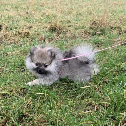 Welpen mit Ahnentafel, JORA von Kohlstädt