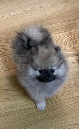 Welpen mit Ahnentafel, JORA von Kohlstädt