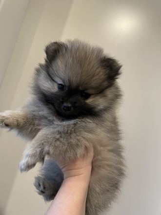 Welpen mit Ahnentafel, JORA von Kohlstädt