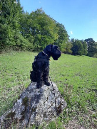 Mittelschnauzer Schnauzer Welpen