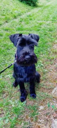 Mittelschnauzer Schnauzer Welpen