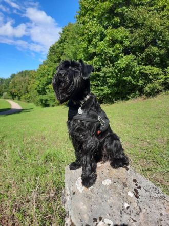 Mittelschnauzer Schnauzer Welpen