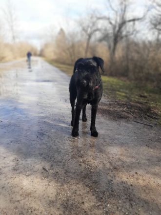 Mittelschnauzer Schnauzer Welpen