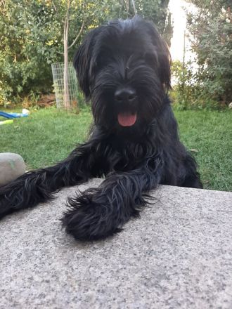 Mittelschnauzer Schnauzer Welpen